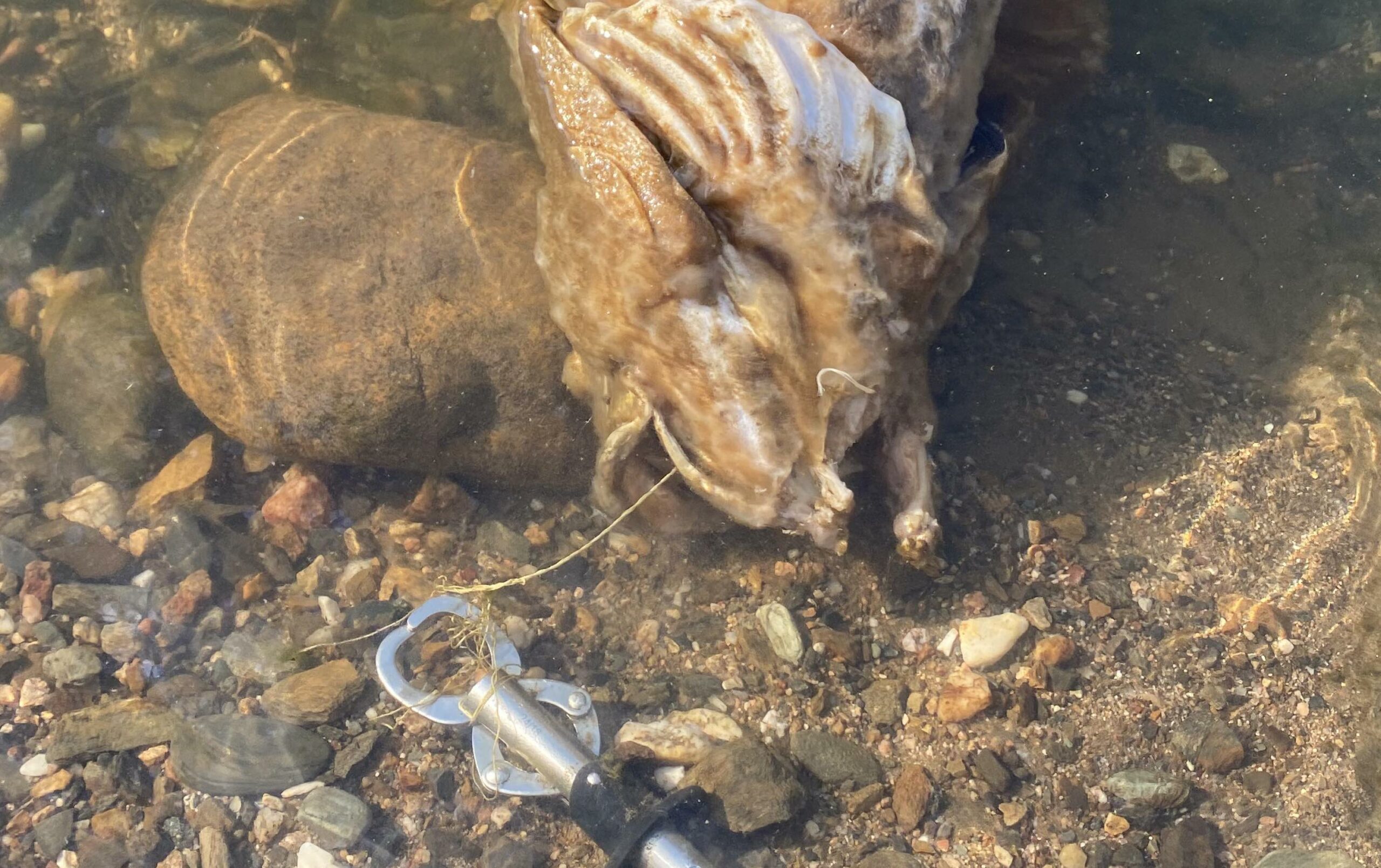 Lifeless Murray cod found with lip grippers