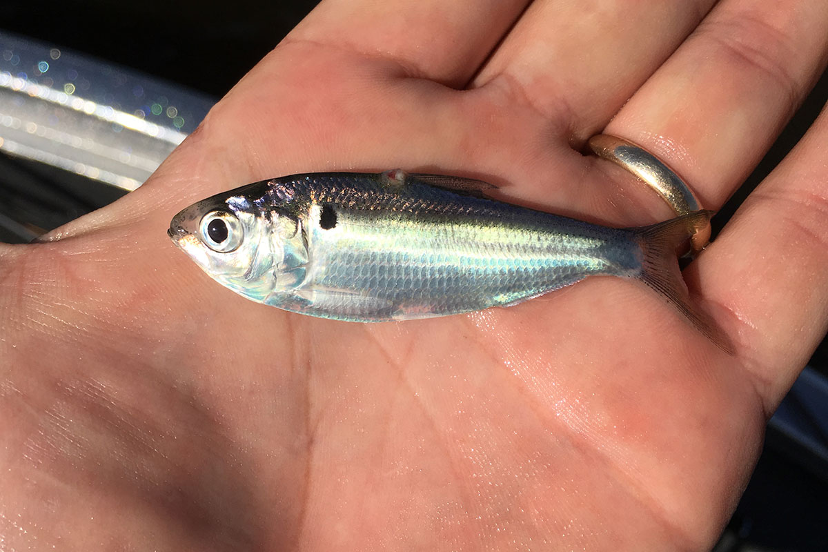 Adjust to the Shad for Massive Winter Bass in Southern Reservoirs