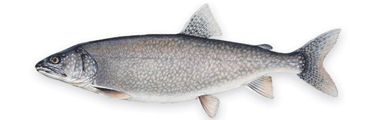 Catch Better Lake Trout: Ice Fishing Strategies & Strategies