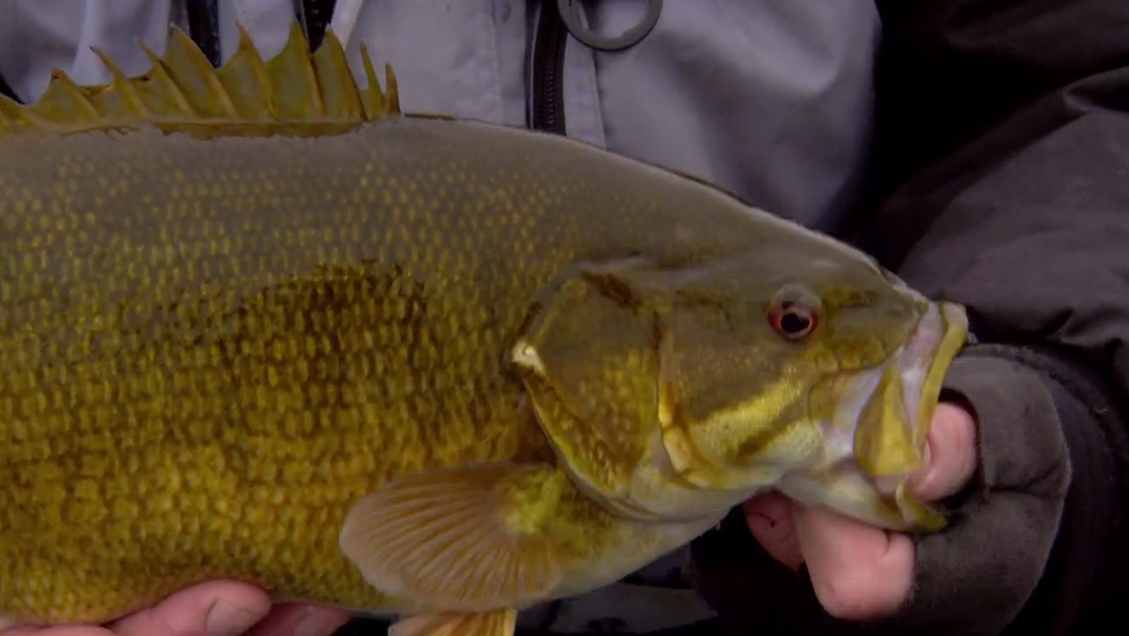 Late Fall Smallmouths – In-Fisherman