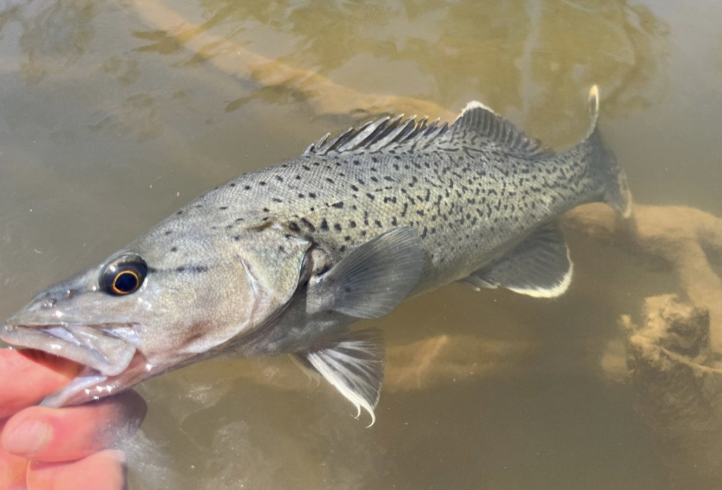 Trout cod reintroduced into the Increased Goulburn River