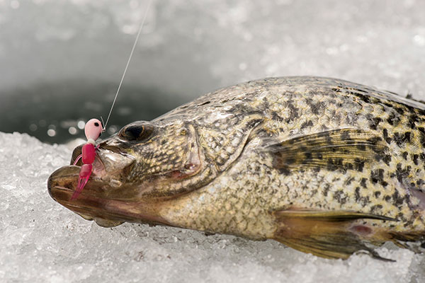 Excessive 10 Panfish Ice Lures of All Time