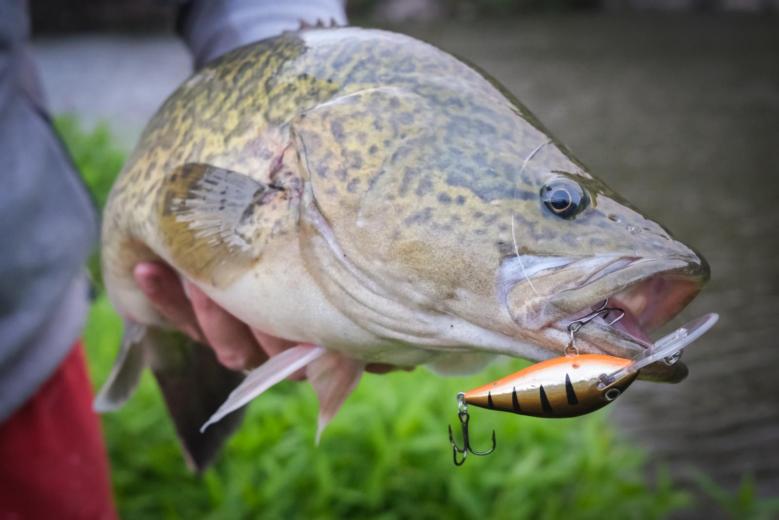 NSW Murray cod season reopens from 1 December