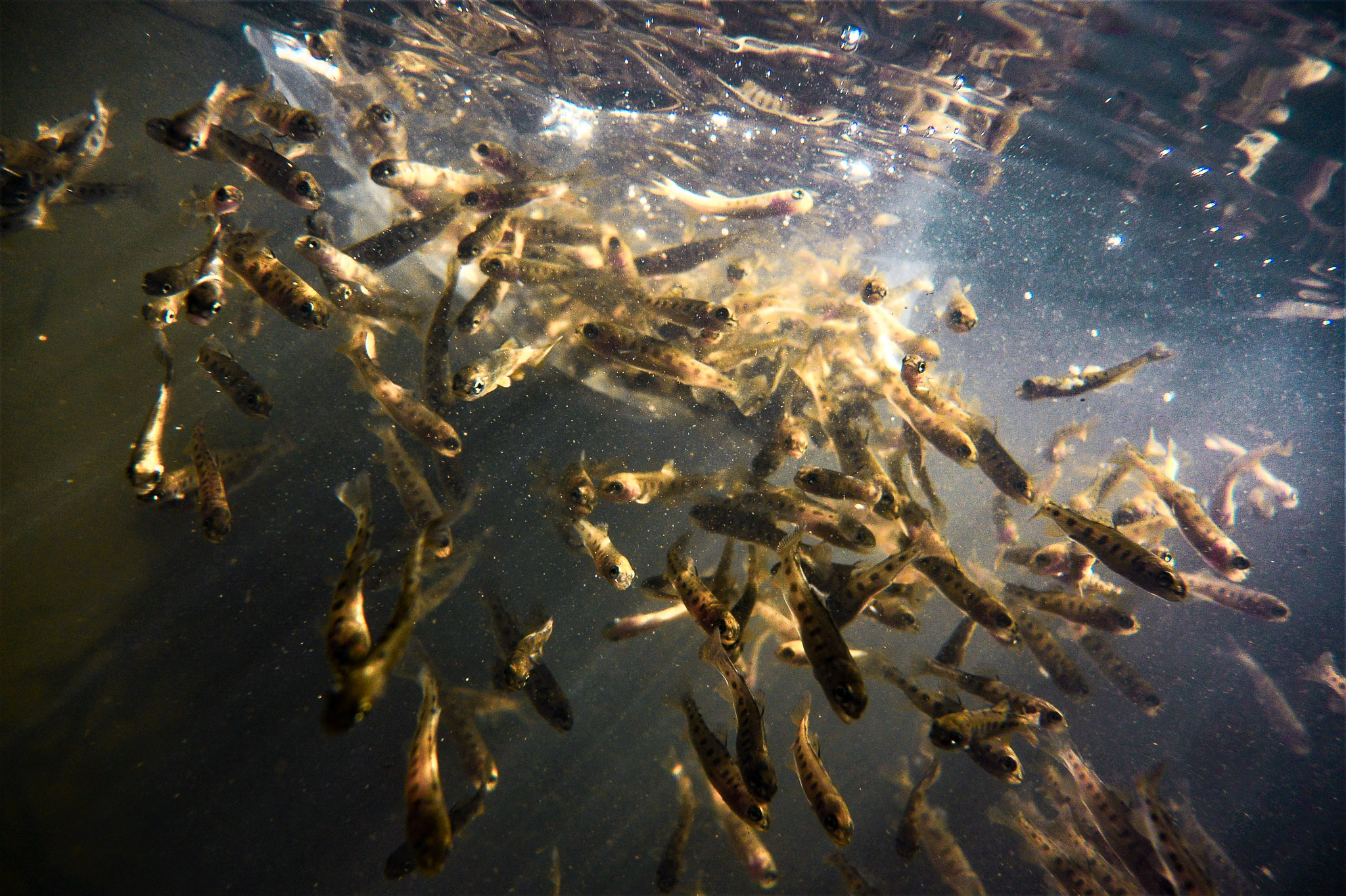 Trout stocking threatened in NSW