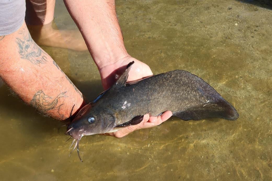 Huge catfish inhabitants improve all through Victoria